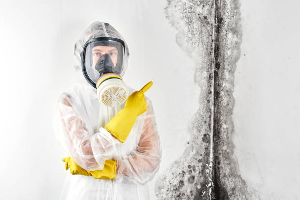 Best Basement Mold Removal in Oak Brook, IL