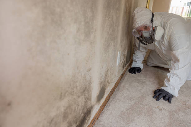 Professional Mold Removal in Oak Brook, IL